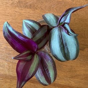 tradescantia zebrina